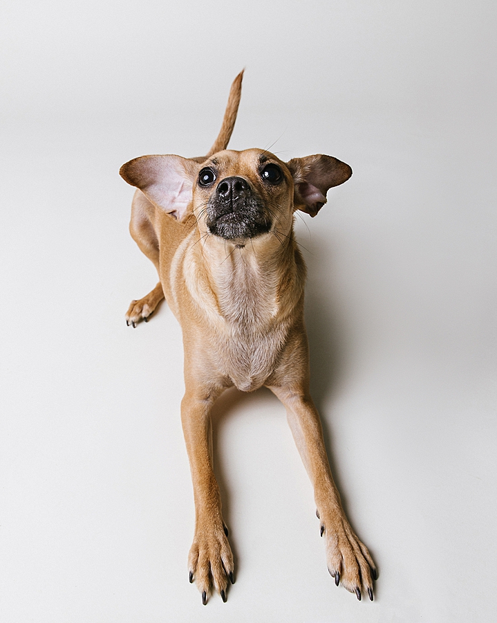 Katie Ballantine Photography. Frederick dog photographer. New Market dog photography. Frederick dog portraits.