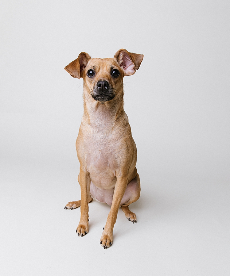 Katie Ballantine Photography. Frederick dog photographer. New Market dog photography. Frederick dog portraits.