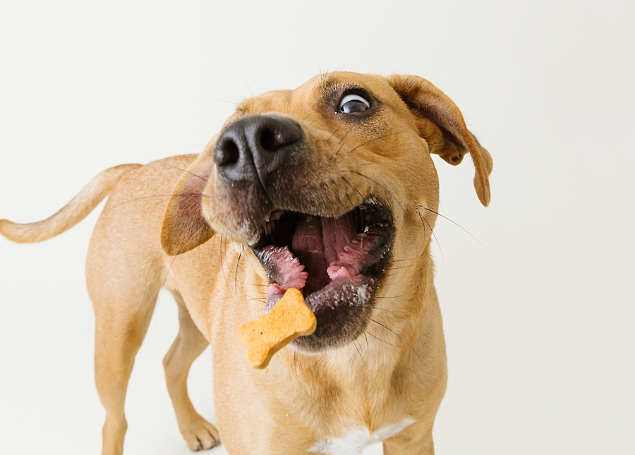 Katie Ballantine Photography. Frederick dog photography. Frederick pet portraits. New Market Dog Photography. New Market dog portraits. Maryland dog photography. Treat catching photography. Dog portraits Frederick.