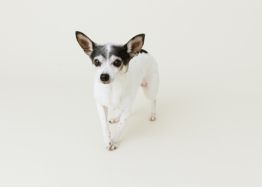 Katie Ballantine Photography. Frederick dog photography. Frederick pet portraits. New Market Dog Photography. New Market dog portraits. Maryland dog photography. Treat catching photography. Dog portraits Frederick.