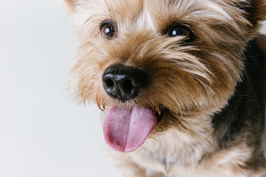 Katie Ballantine Photography. Frederick dog photography. Frederick pet portraits. New Market Dog Photography. New Market dog portraits. Maryland dog photography. Treat catching photography. Dog portraits Frederick.