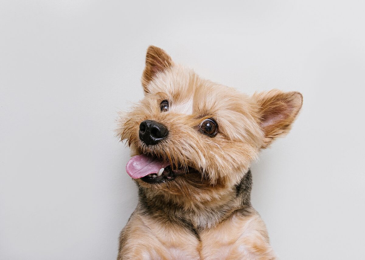 Katie Ballantine Photography. Frederick dog photography. Frederick pet portraits. New Market Dog Photography. New Market dog portraits. Maryland dog photography. Treat catching photography. Dog portraits Frederick.