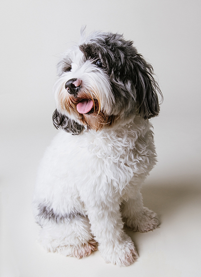 Katie Ballantine Photography. Frederick dog portraits. New Market dog photographer.