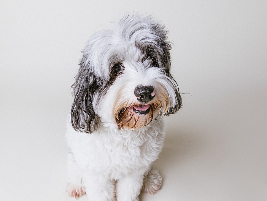 Katie Ballantine Photography. Frederick dog portraits. New Market dog photographer.