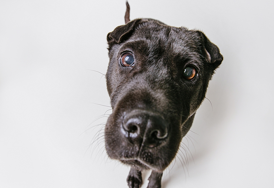 Katie Ballantine Photography. Frederick dog photography. Frederick pet portraits. New Market Dog Photography. New Market dog portraits. Maryland dog photography. Treat catching photography. Dog portraits Frederick.