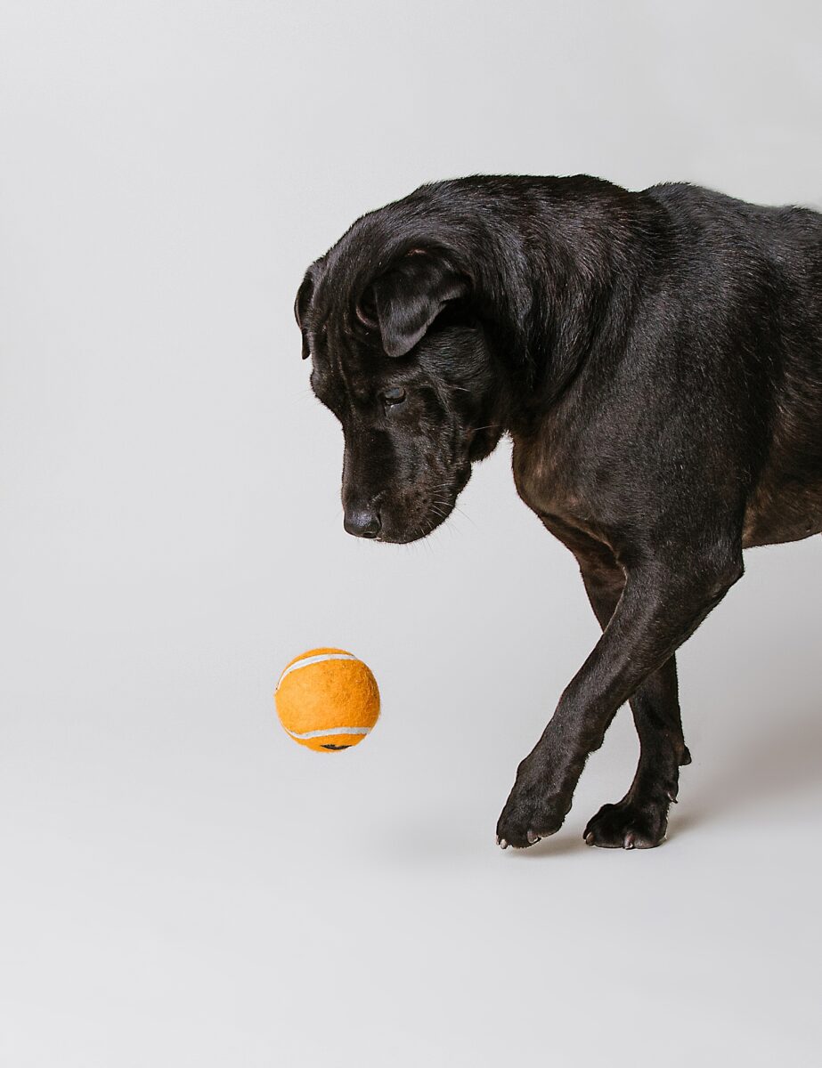 Katie Ballantine Photography. Frederick dog photography. Frederick pet portraits. New Market Dog Photography. New Market dog portraits. Maryland dog photography. Treat catching photography. Dog portraits Frederick.