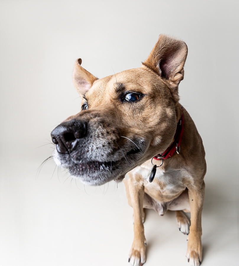 Katie Ballantine Photography. Frederick dog photography. Frederick pet portraits. New Market Dog Photography. New Market dog portraits. Maryland dog photography. Treat catching photography. Dog portraits Frederick.