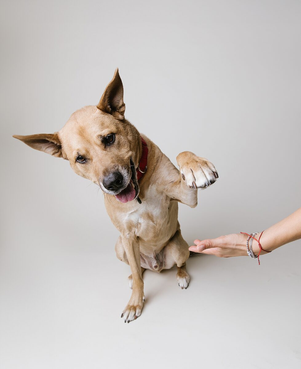 Katie Ballantine Photography. Frederick dog photography. Frederick pet portraits. New Market Dog Photography. New Market dog portraits. Maryland dog photography. Treat catching photography. Dog portraits Frederick.