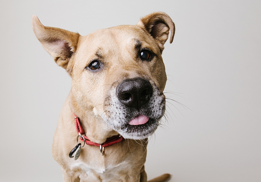 Katie Ballantine Photography. Frederick dog photography. Frederick pet portraits. New Market Dog Photography. New Market dog portraits. Maryland dog photography. Treat catching photography. Dog portraits Frederick.