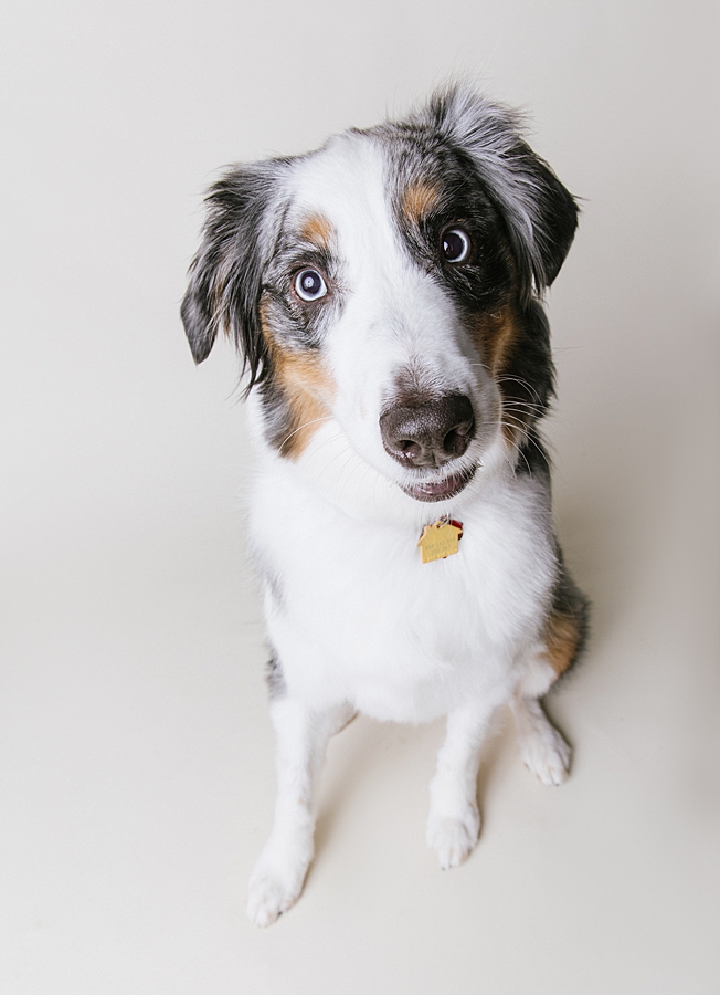 Katie Ballantine Photography. Frederick dog photography. Frederick pet portraits. New Market Dog Photography. New Market dog portraits. Maryland dog photography. Treat catching photography. Dog portraits Frederick.