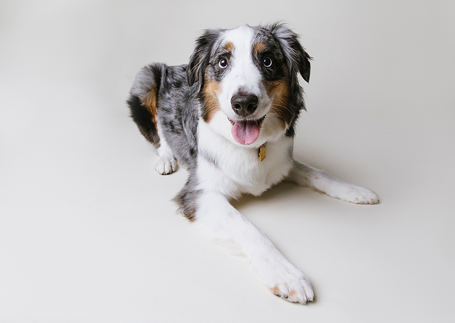 Katie Ballantine Photography. Frederick dog photography. Frederick pet portraits. New Market Dog Photography. New Market dog portraits. Maryland dog photography. Treat catching photography. Dog portraits Frederick.