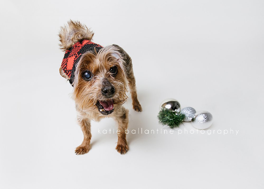 Katie Ballantine Photography. Frederick dog photographer. New Market dog photographer. New Market dog portraits. 