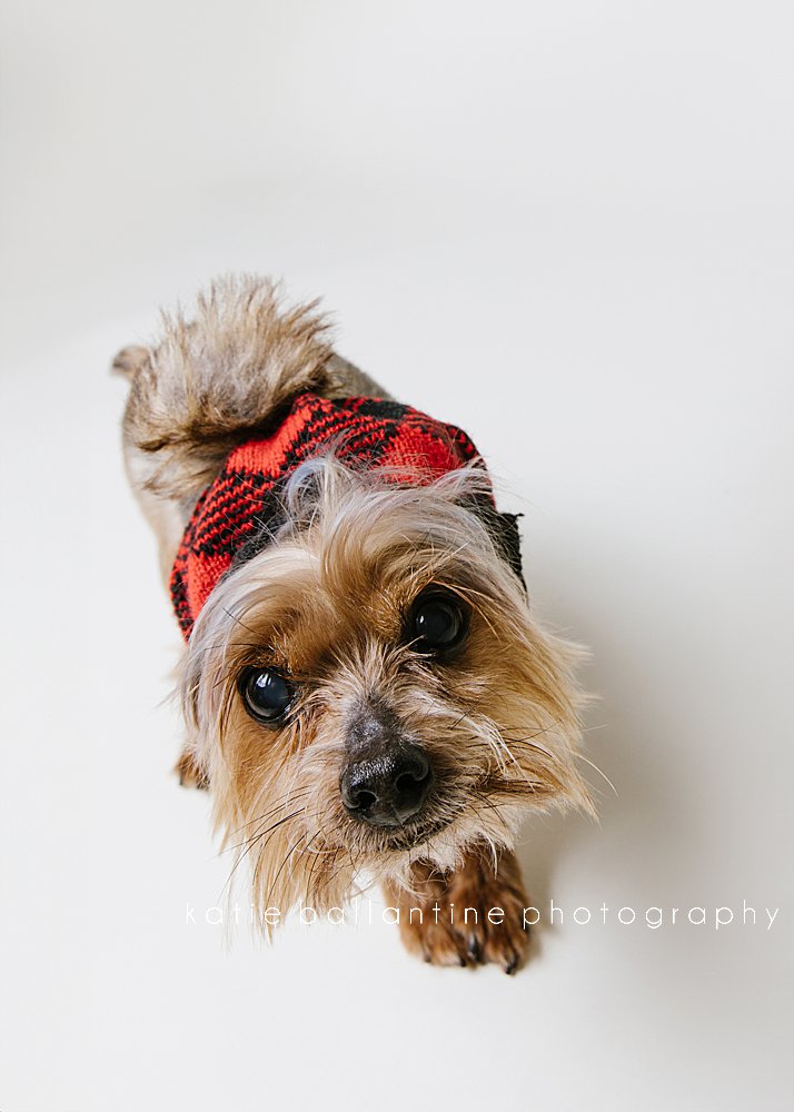 Katie Ballantine Photography. Frederick dog photographer. New Market dog photographer. New Market dog portraits. 