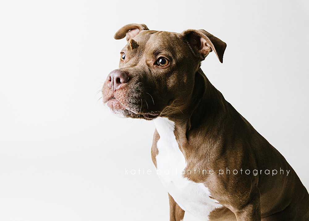 Katie Ballantine Photography. Frederick dog photographer. New Market dog photographer. New Market dog portraits. 