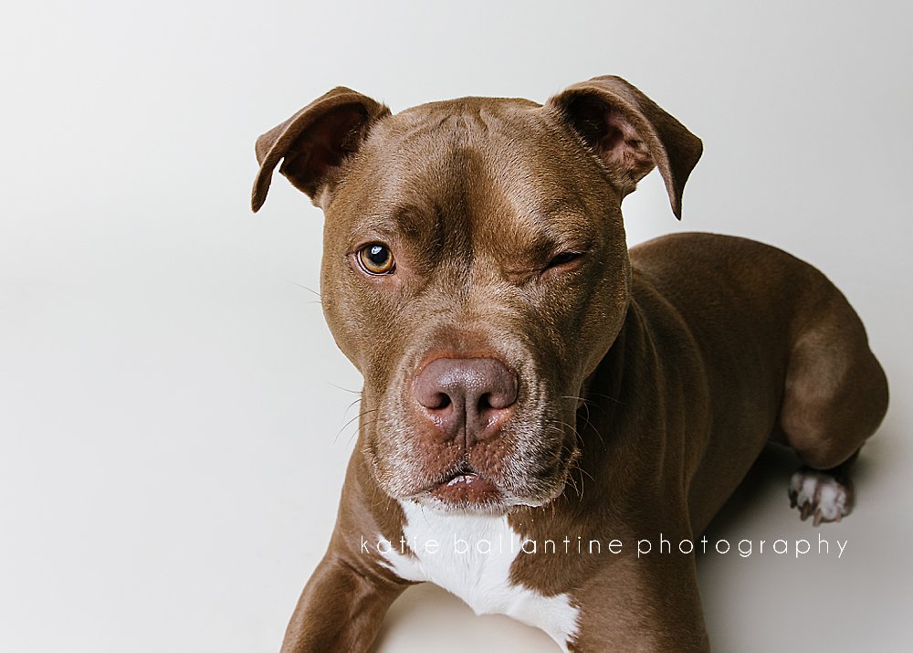 Katie Ballantine Photography. Frederick dog photographer. New Market dog photographer. New Market dog portraits. 