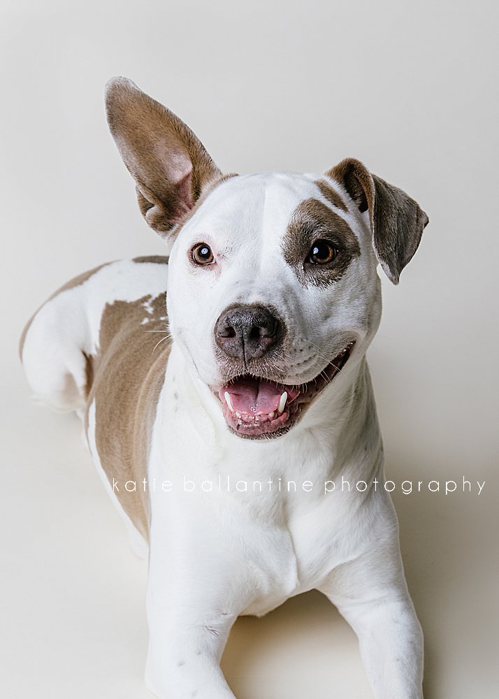 Katie Ballantine Photography. Frederick dog photographer. New Market dog photographer. New Market dog portraits. 