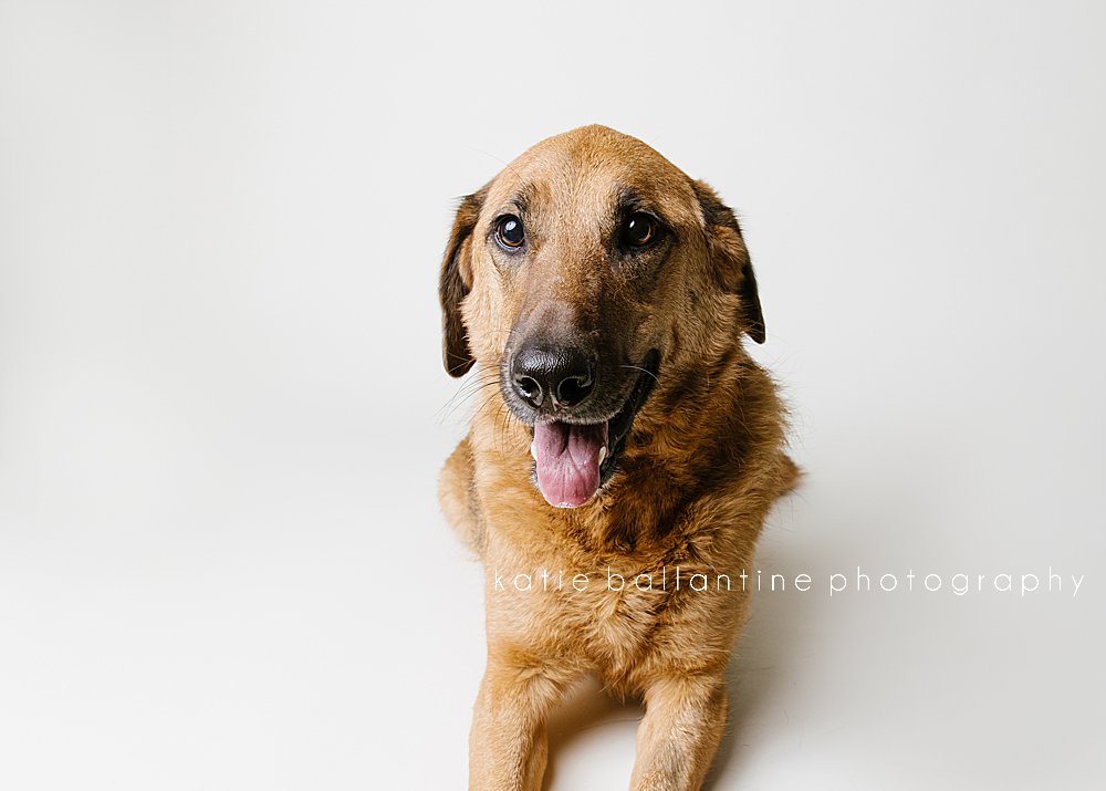 Katie Ballantine Photography. Frederick dog photographer. New Market dog photographer. New Market dog portraits. 