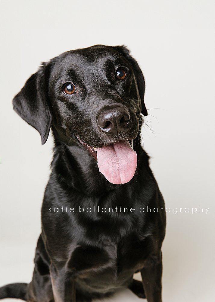 Katie Ballantine Photography. Frederick dog photographer. New Market dog photographer. New Market dog portraits. 