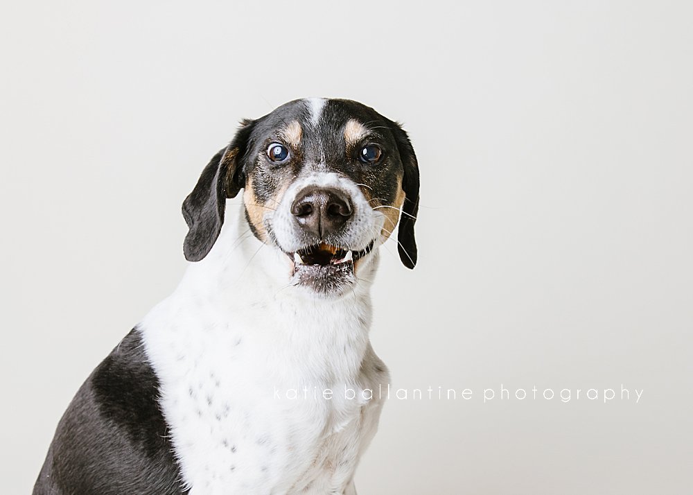 Katie Ballantine Photography. Frederick dog photographer. New Market dog photographer. New Market dog portraits. 