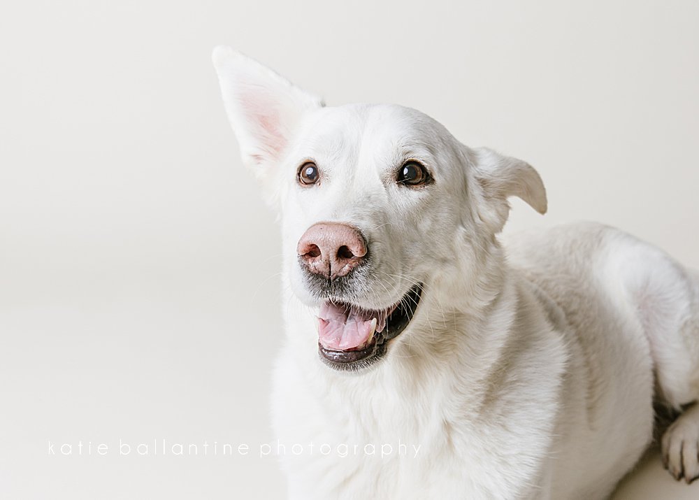 Katie Ballantine Photography. Frederick dog photographer. New Market dog photographer. New Market dog portraits. 