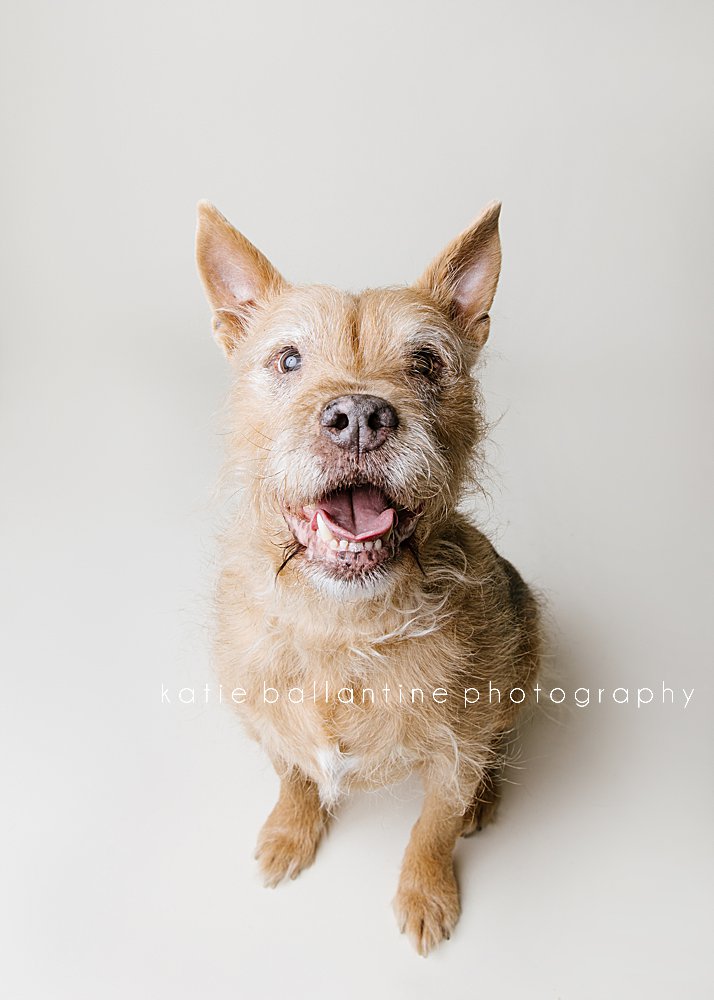 Katie Ballantine Photography. Frederick dog photographer. New Market dog photographer. New Market dog portraits. 