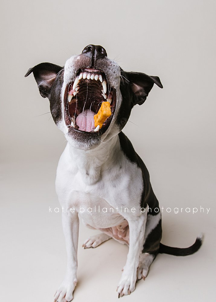 Katie Ballantine Photography. Frederick dog photographer. New Market dog photographer. New Market dog portraits. 