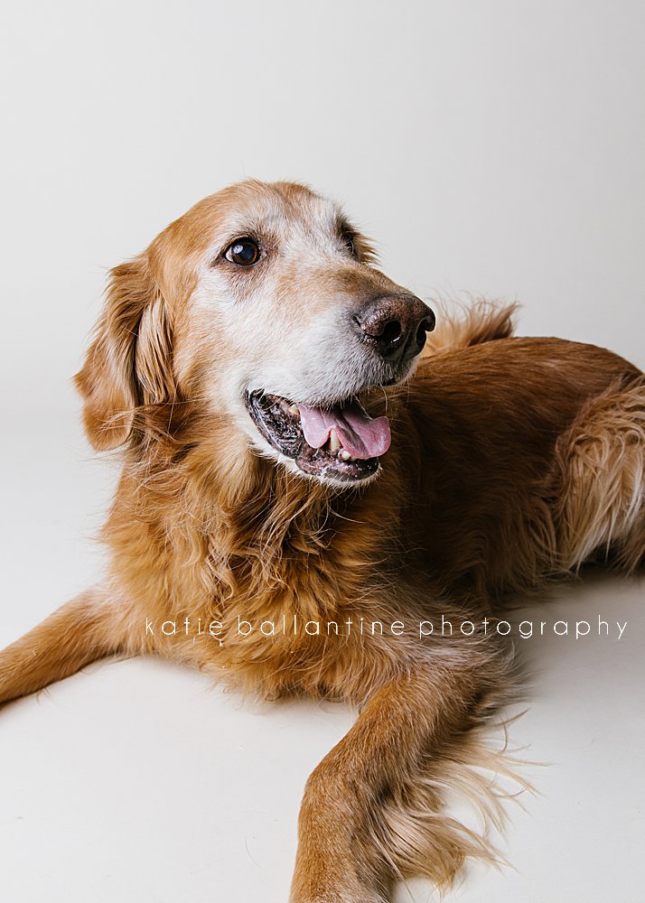 Katie Ballantine Photography. Frederick dog photographer. New Market dog photographer. New Market dog portraits. 