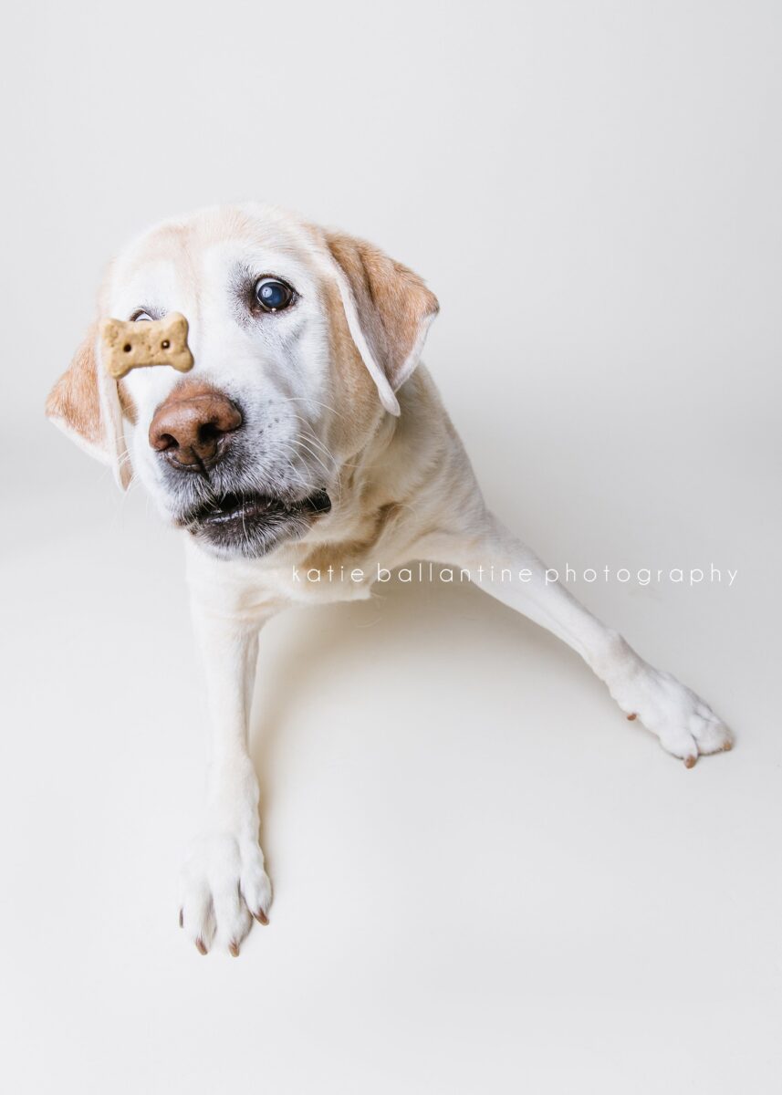 Katie Ballantine Photography. Frederick dog photographer. New Market dog photographer. New Market dog portraits. 