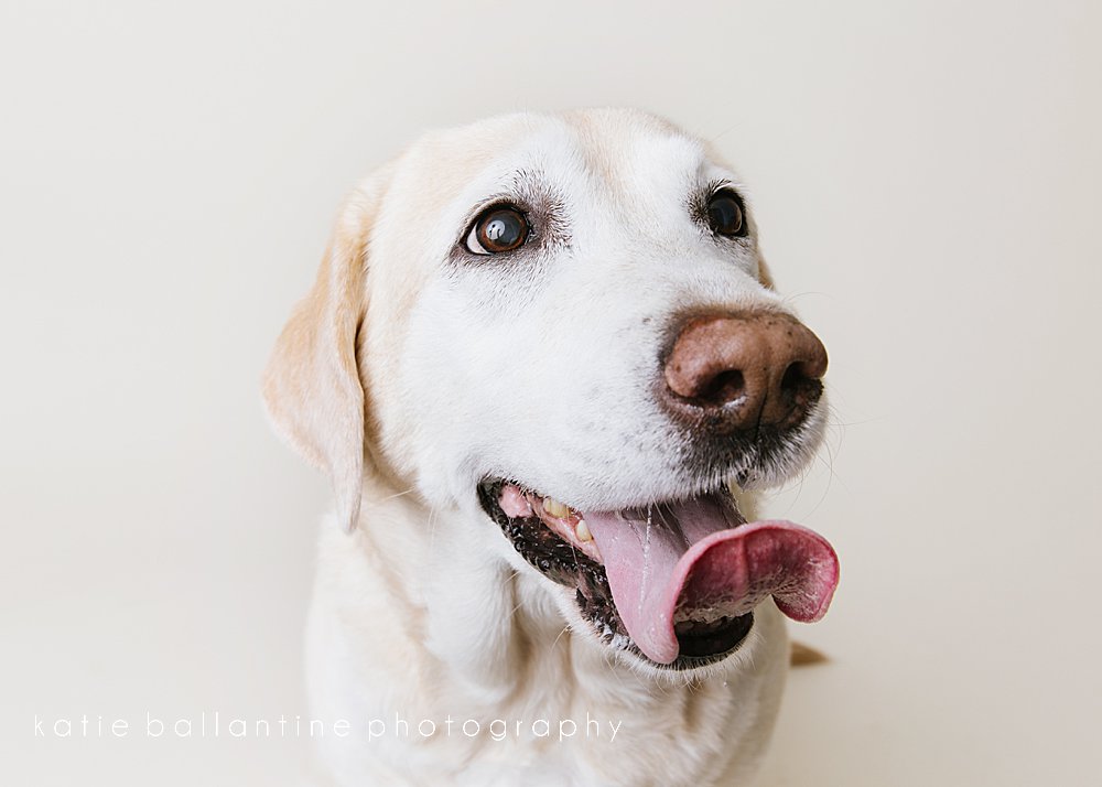 Katie Ballantine Photography. Frederick dog portraits. Frederick dog photography. New Market dog photographer. New Market dog portraits.