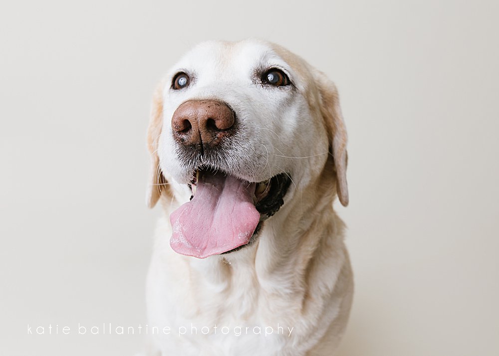 Katie Ballantine Photography. Frederick dog portraits. Frederick dog photography. New Market dog photographer. New Market dog portraits.