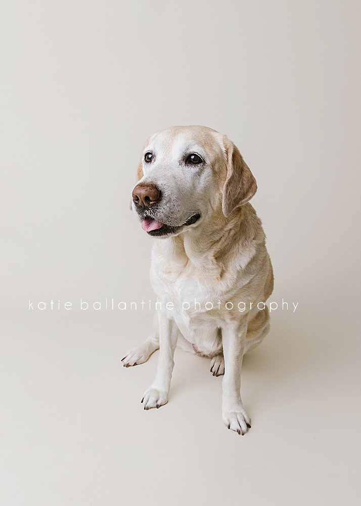 Katie Ballantine Photography. Frederick dog portraits. Frederick dog photography. New Market dog photographer. New Market dog portraits.