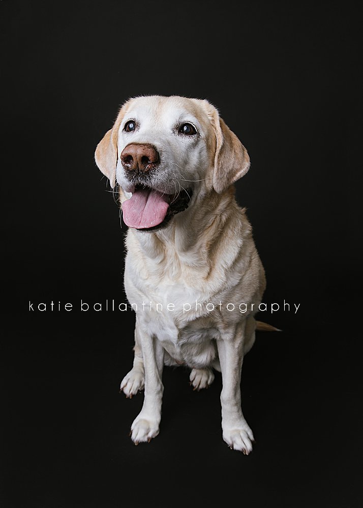 Katie Ballantine Photography. Frederick dog portraits. Frederick dog photography. New Market dog photographer. New Market dog portraits.