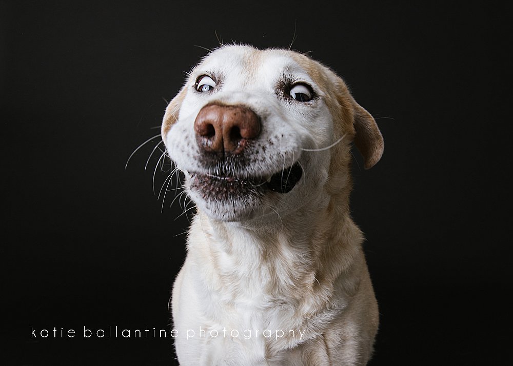 Katie Ballantine Photography. Frederick dog portraits. Frederick dog photography. New Market dog photographer. New Market dog portraits.