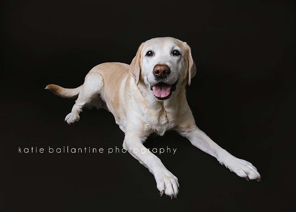 Katie Ballantine Photography. Frederick dog portraits. Frederick dog photography. New Market dog photographer. New Market dog portraits.