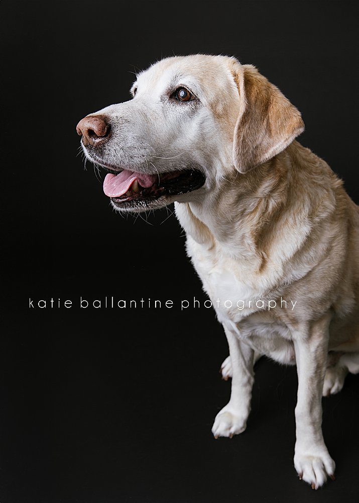 Katie Ballantine Photography. Frederick dog portraits. Frederick dog photography. New Market dog photographer. New Market dog portraits.