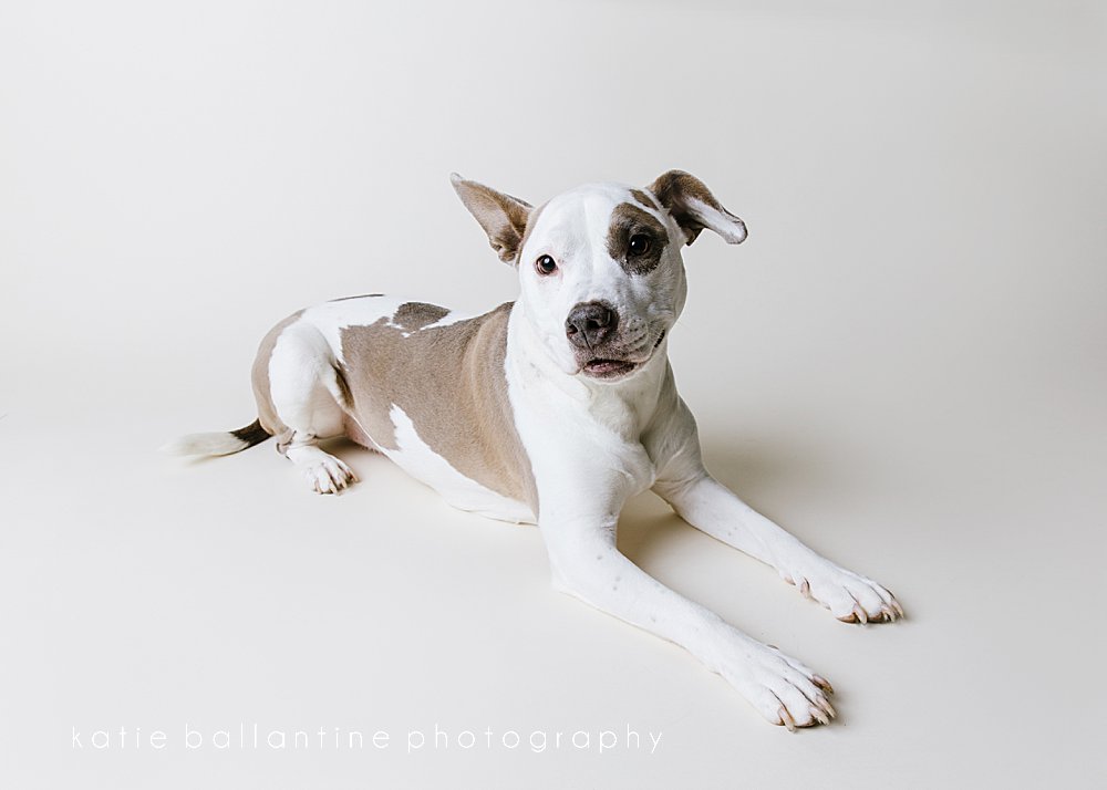 katie ballantine photography. frederick dog photographer. frederick dog portraits. new market dog photography. new market dogs