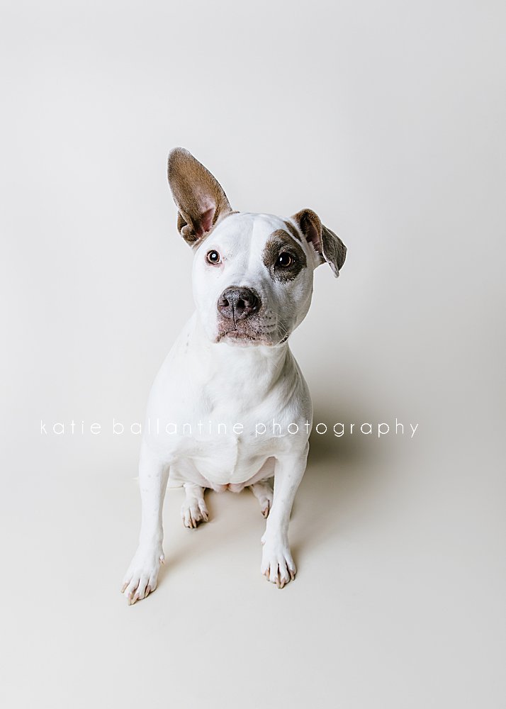 katie ballantine photography. frederick dog photographer. frederick dog portraits. new market dog photography. new market dogs