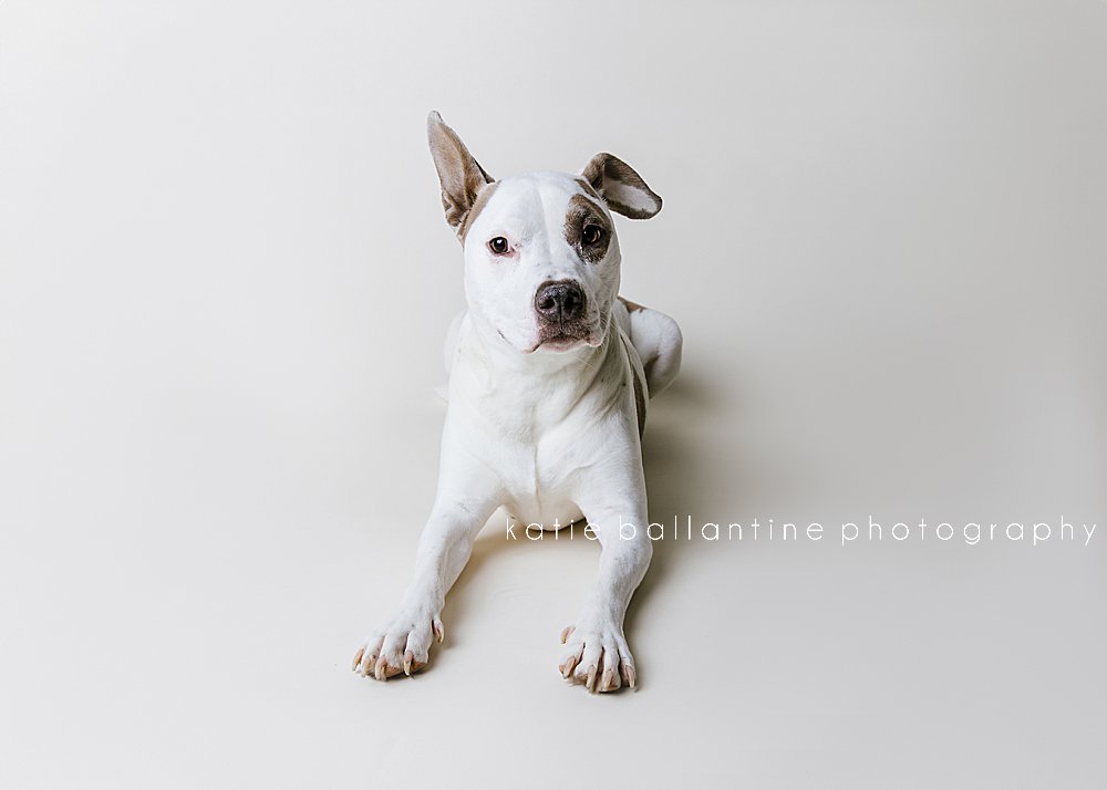 katie ballantine photography. frederick dog photographer. frederick dog portraits. new market dog photography. new market dogs