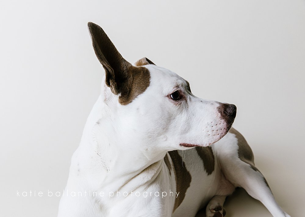 katie ballantine photography. frederick dog photographer. frederick dog portraits. new market dog photography. new market dogs