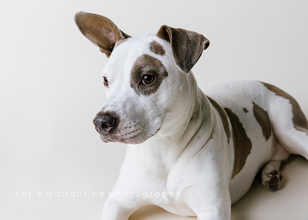 katie ballantine photography. frederick dog photographer. frederick dog portraits. new market dog photography. new market dogs