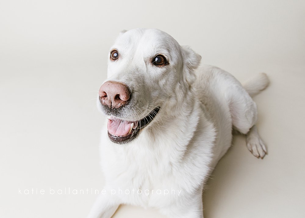 Katie Ballantine Photography. Frederick pet photography. Frederick dog portraits. Frederick dog photography. New Market dog photography. New Market dog photographer. Dog catching treats photos.