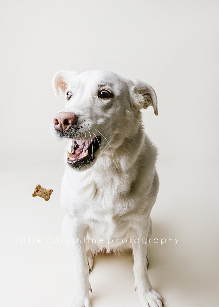 Katie Ballantine Photography. Frederick pet photography. Frederick dog portraits. Frederick dog photography. New Market dog photography. New Market dog photographer. Dog catching treats photos.