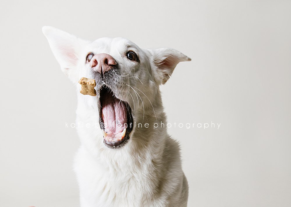 Katie Ballantine Photography. Frederick pet photography. Frederick dog portraits. Frederick dog photography. New Market dog photography. New Market dog photographer. Dog catching treats photos.