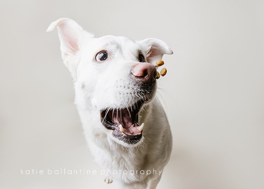 Katie Ballantine Photography. Frederick pet photography. Frederick dog portraits. Frederick dog photography. New Market dog photography. New Market dog photographer. Dog catching treats photos.