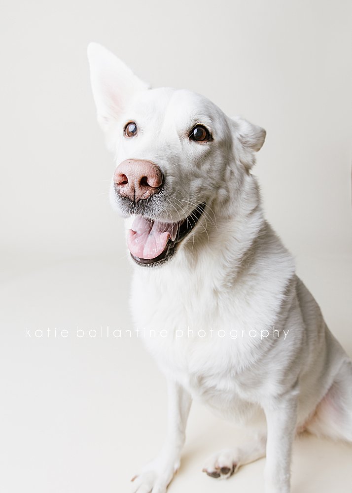 Katie Ballantine Photography. Frederick pet photography. Frederick dog portraits. Frederick dog photography. New Market dog photography. New Market dog photographer. Dog catching treats photos.