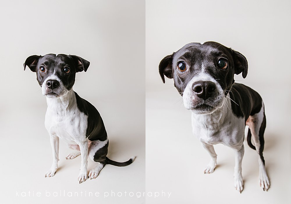 Katie Ballantine Photography. New Market dog photographer. New Market dog portraits. Frederick dog photographer. Frederick dog portraits. Dogs catching treats.