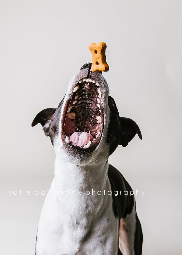 Katie Ballantine Photography. New Market dog photographer. New Market dog portraits. Frederick dog photographer. Frederick dog portraits. Dogs catching treats.