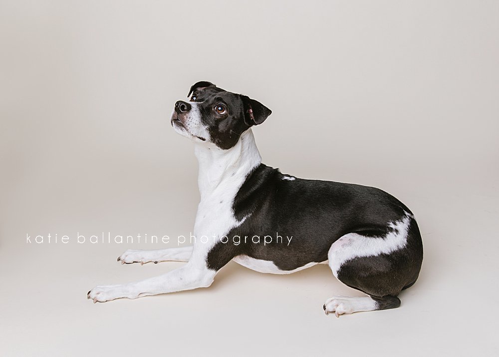 Katie Ballantine Photography. New Market dog photographer. New Market dog portraits. Frederick dog photographer. Frederick dog portraits. Dogs catching treats.