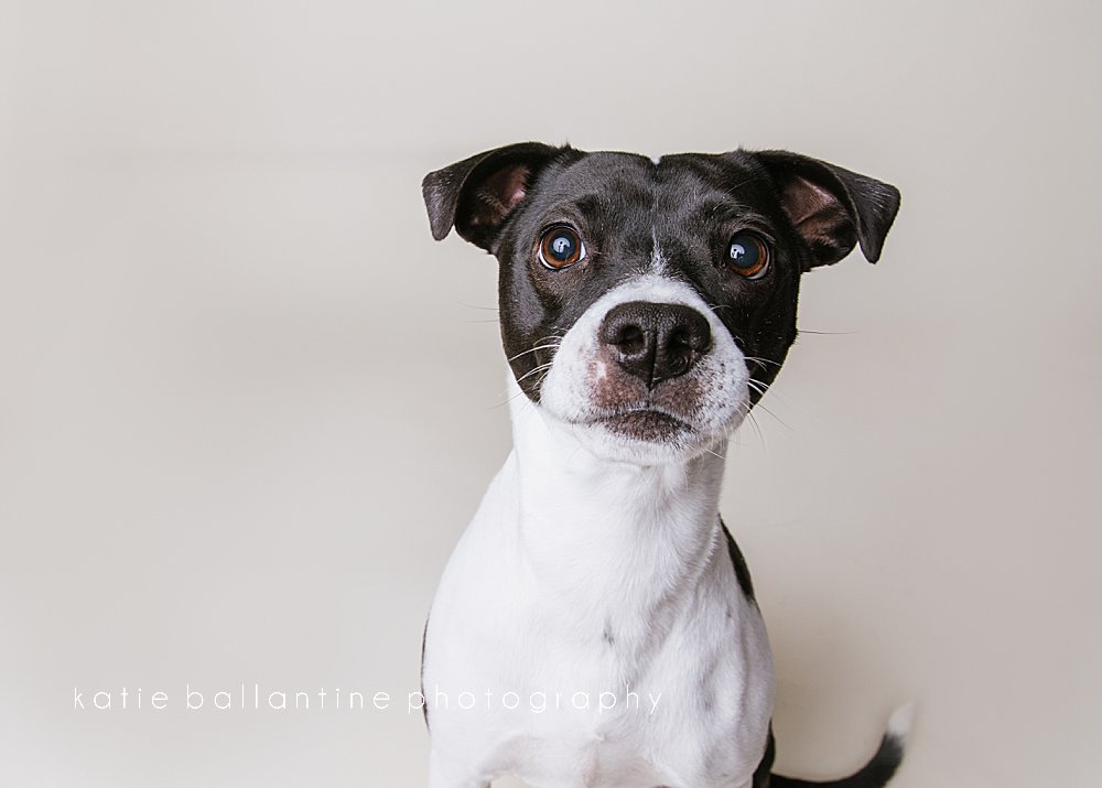 Katie Ballantine Photography. New Market dog photographer. New Market dog portraits. Frederick dog photographer. Frederick dog portraits. Dogs catching treats.