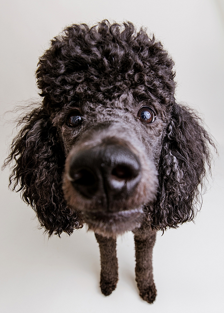 Katie Ballantine Photography. Frederick Maryland dog photographer. Frederick dog portraits. New Market dog photography. Poodle portraits. Maryland dog photography. Dog studio portraits.